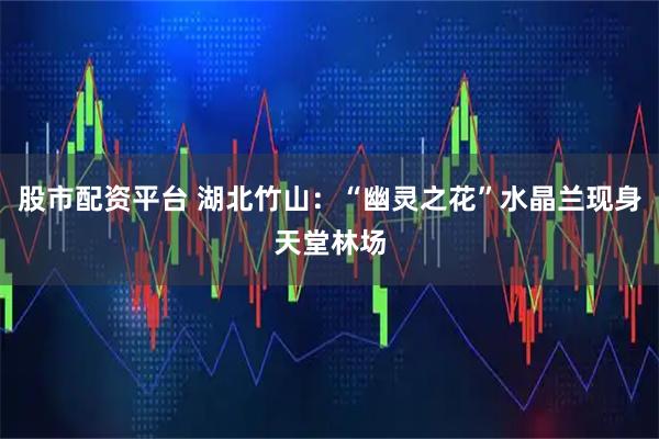 股市配资平台 湖北竹山：“幽灵之花”水晶兰现身天堂林场